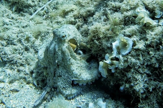 Mallorca PRIVATE Scuba Dive + Photo/Video - Meeting and Transportation