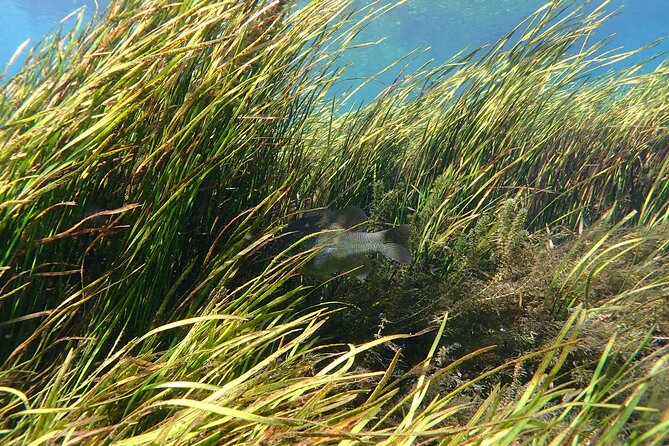 Manatees and Rainbow River by SCUBA or Snorkel - Accessibility Features