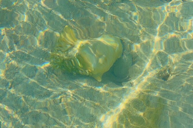 Mangrove Cay And Iguana Island Venture In Turks And Caicos Island - Wildlife and Ecosystem Insights