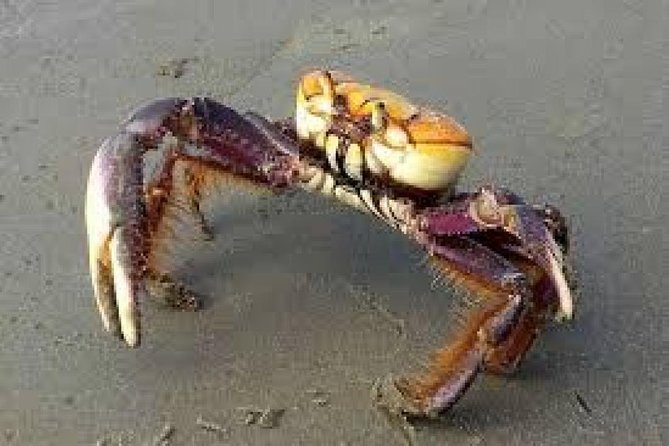 Mangrove Tour by Boat - (Birdwatching) Fauna and Flora - Half Day - Meeting and Pickup Details