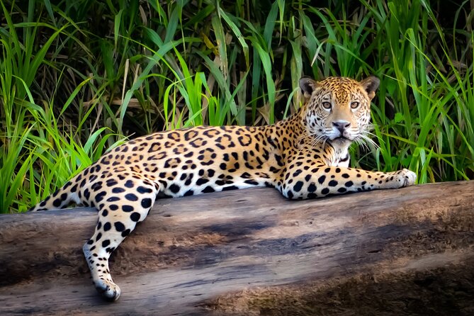 Manu National Park Tour 4 Days - Health and Accessibility