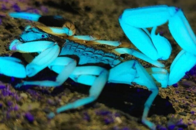Manuel Antonio Jungle Night Tour - Meeting Information