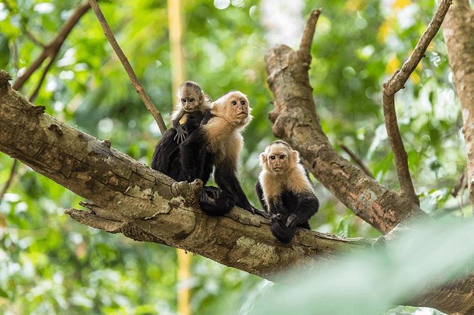 Manuel Antonio National Park One Day Tour From San Jose - Positive Traveler Reviews