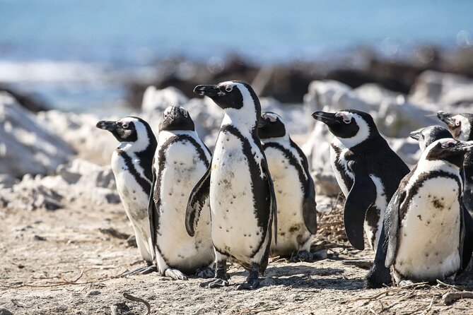 Marine Big 5 Safari From Cape Town - Accessibility Features