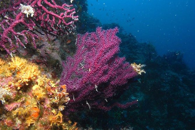 Marsa Alam: Snorkeling at Abu Dabab Beach - Snorkeling Equipment and Provisions