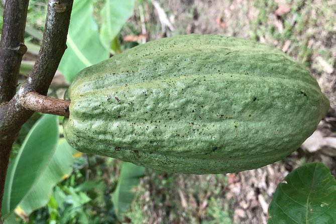 Mayan Chocolate Making & Waterfall Swimming From Placencia - Cacao Farming and Chocolate Making