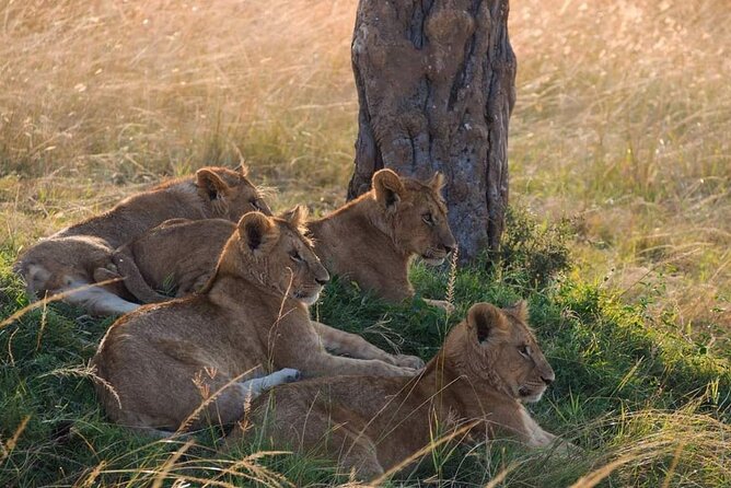 Mikumi National Park Day Trip - Transportation Options