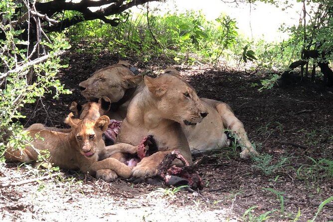 Mikumi Safari Tour: Day Trip Return Flight From Zanzibar - Inclusions and Amenities