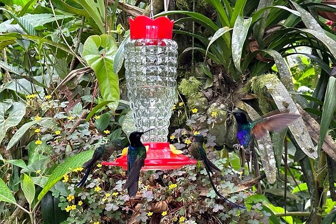 Mindo Cloud Forest Customizable - Exploring San Tadeo Birding