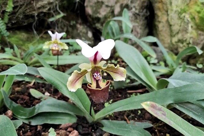 Mindo Orchids & Hummingbirds - San Tadeo Birding Experience