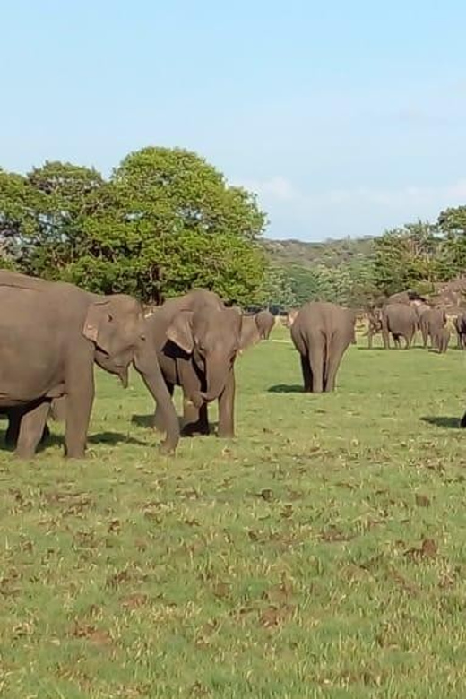 Minneriya National Park Excursion - Pricing and Availability