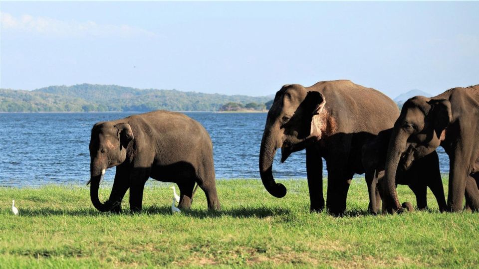 Minneriya National Park: Halfday Jeep Safari With Wild Tours - Scenic Landscapes