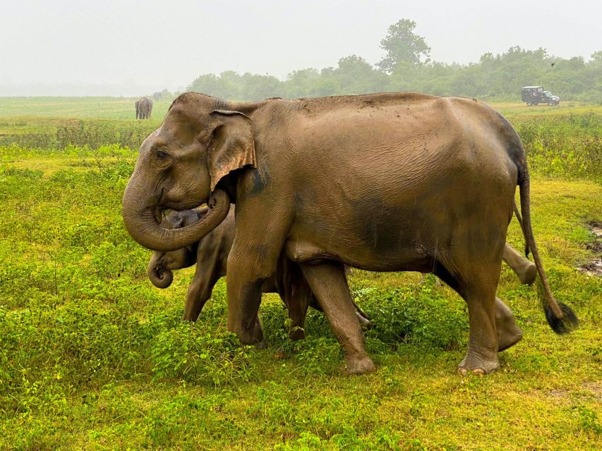 Minneriya National Park Safari With Jeep & Entrance Ticket - Inclusions and Transportation