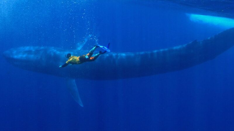 Mirissa: Snorkelling With Whales and Marine Life - Highlights of the Experience