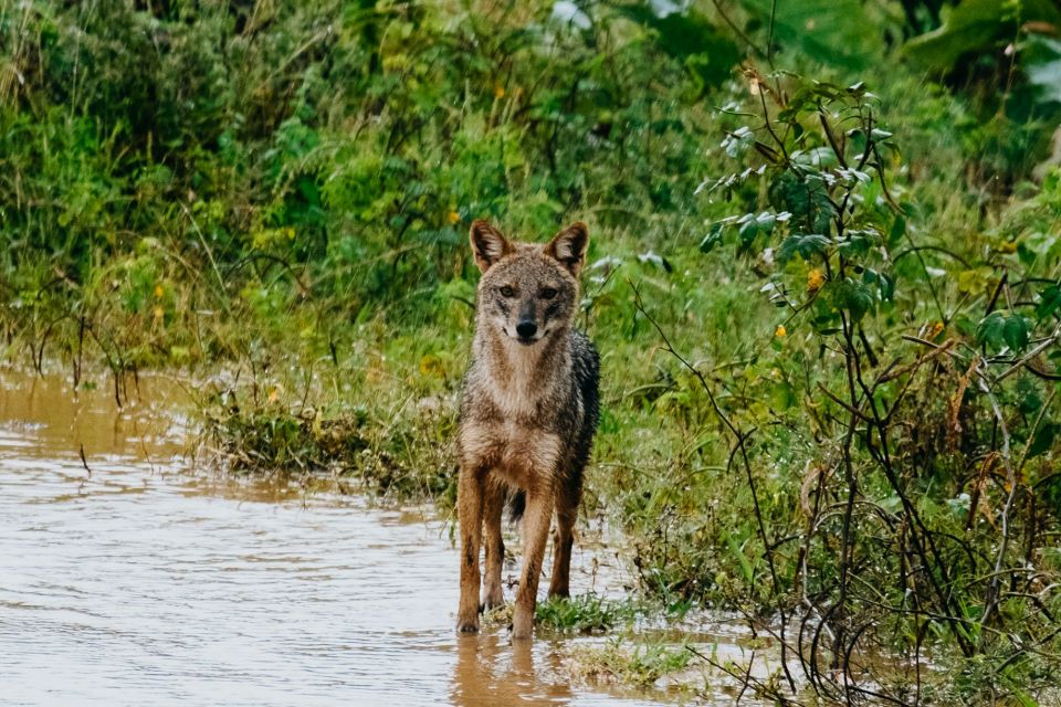 Mirissa/ Weligama : Drop to Ella With Udawalawe Safari Tour - Safari Experience