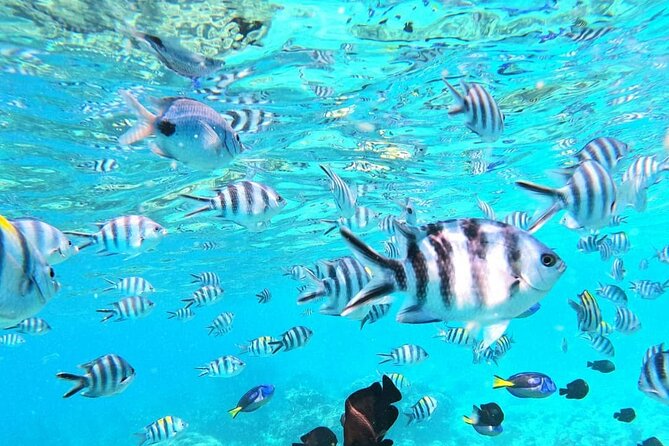 Mnemba Atoll - Dolphin Watching Experience