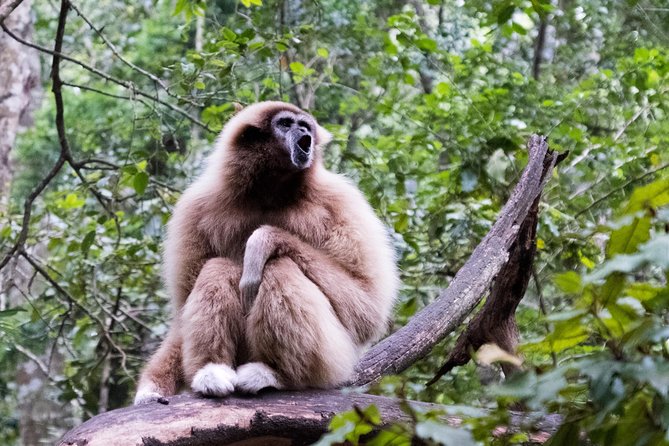 Monkeyland Guided Tour in Plettenberg Bay - Meeting Location and Accessibility