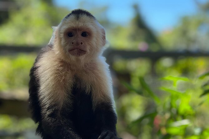 Monkeys and Sloths in Their Natural Habitat Roatan Eco Tour - Memorable Eco-Adventure