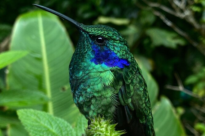 Monteverde Cloud Forest Tour - Accessibility and Physical Fitness