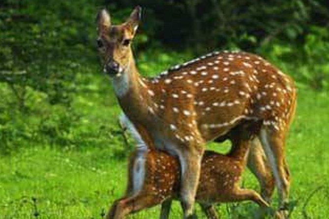 Morning 07 Hour Private Safari at Yala National Park by Yala La Safari Tours - Wildlife Spotting Opportunities