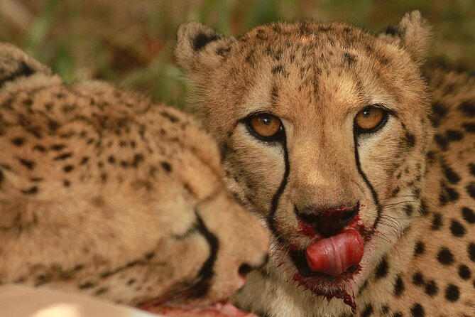 Morning Game Drive Safari Near Hoedspruit - Inclusions and Amenities