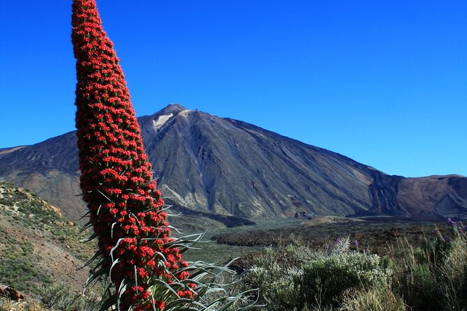 Mount Teide Quad Day Trip in Tenerife National Park - Safety and Accessibility
