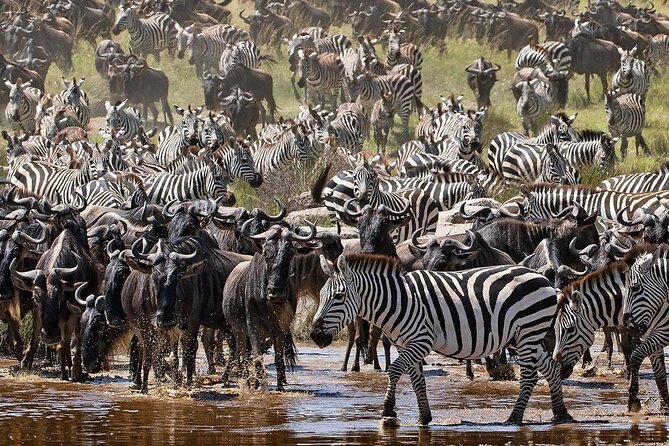 Multi-Day Camping Safari Experience in Arusha - Wildlife Viewing Opportunities