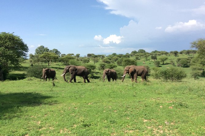 Multi-Day Tanzania Odssey Safari From Arusha - Meeting and Pickup Information