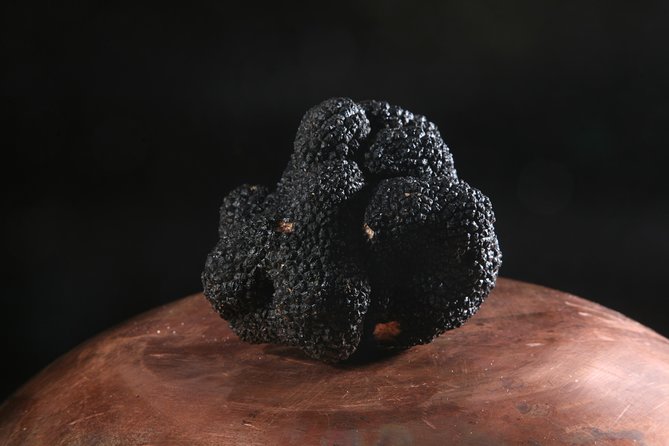 Mushroom And Truffle Hunting - Customer Visuals