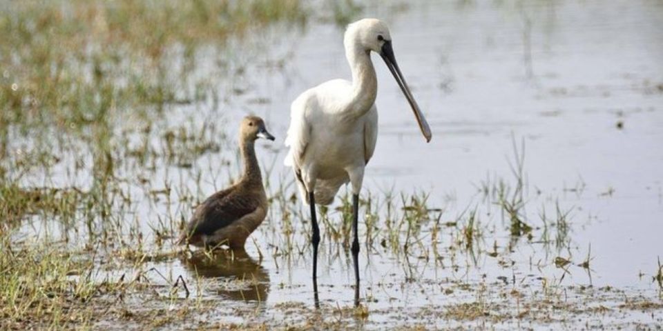 Muthurajawela: Wetland Bird Watching Tour From Colombo! - Inclusions