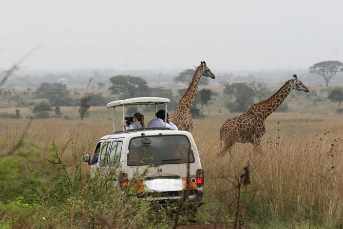 Nairobi Airport Layover Half Day Tour to Nairobi National Park - Highlights of the Tour