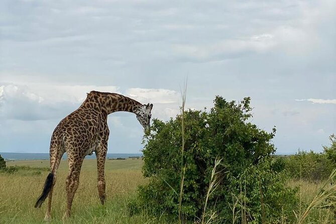 Nairobi National Park and Giraffe Center - Conservation Efforts Explained