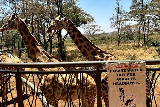 Nairobi National Park, Baby Elephant Orphanage and Giraffe Center - Wildlife Experience Highlights