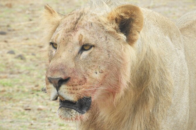 Nairobi National Park Drive (Small Group Tour) - Guide Expertise
