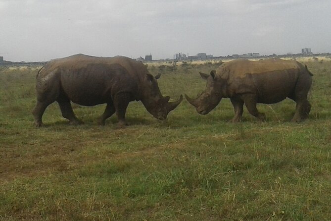 Nairobi National Park Game Drive. Free Airport Pick / Drop Off. - Wildlife to Spot
