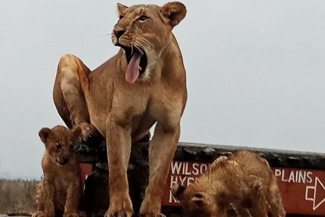 Nairobi National Park Game Drive With Free Pick Up Group Joining - Pickup and Transportation