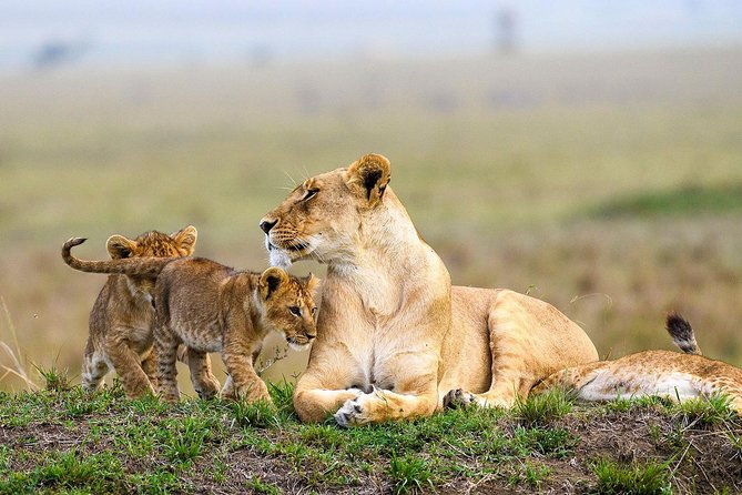 Nairobi National Park Guided Half Day Tour Game Drive- FREE WIFI - Pricing Structure