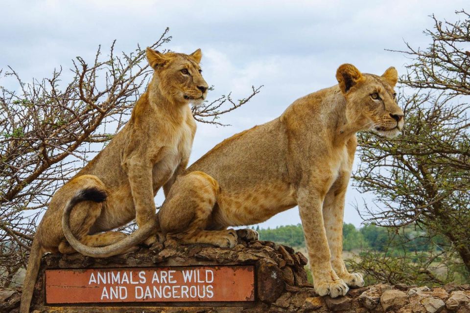 Nairobi National Park Morning or Evening Game Drive - Afternoon Game Drive Options