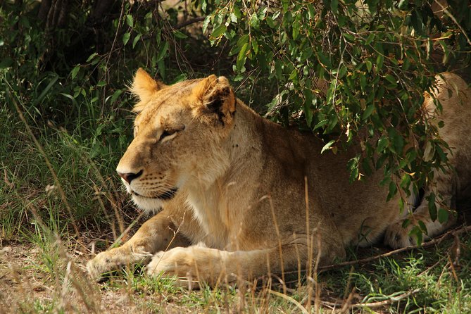 Nairobi National Park Private Safari - Accessibility Information