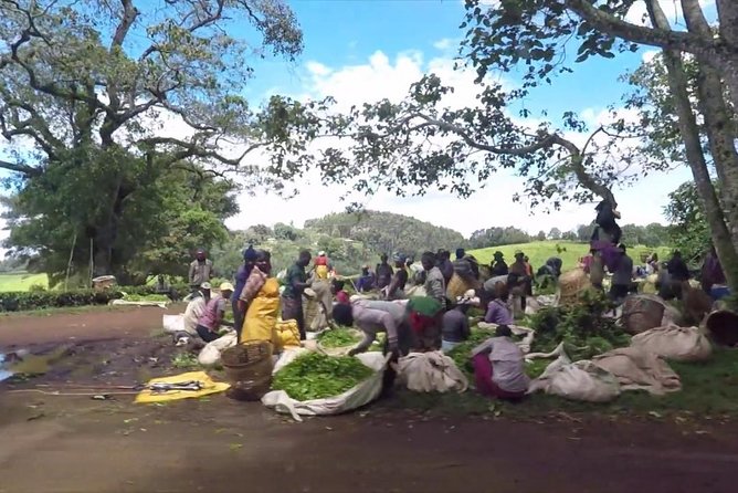 Nairobi to Kiambethu Tea Farm Tour - Travel Requirements