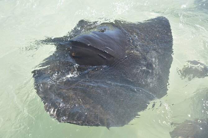 Nassau Harbor Boat Tour: Blue Lagoon, Pig Island, and More - Positive Feedback Highlights