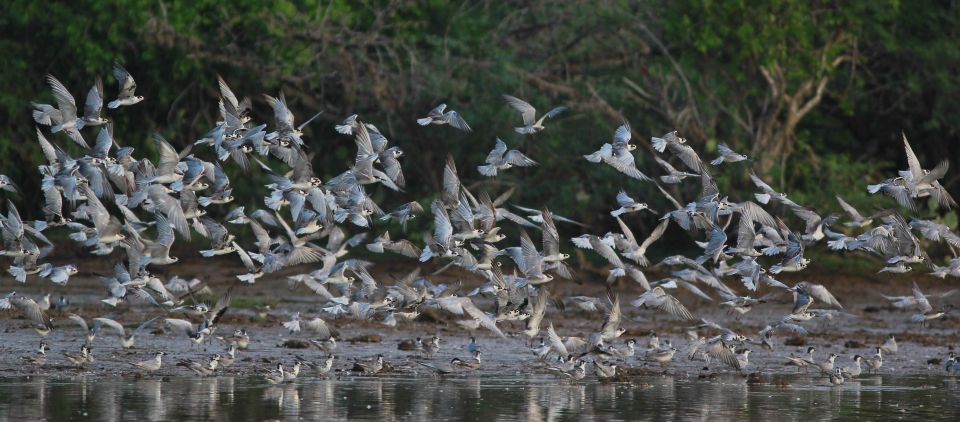 Negombo: Dutch Canal, Negombo Lagoon, Muthrajawela Boat Tour - Itinerary Highlights