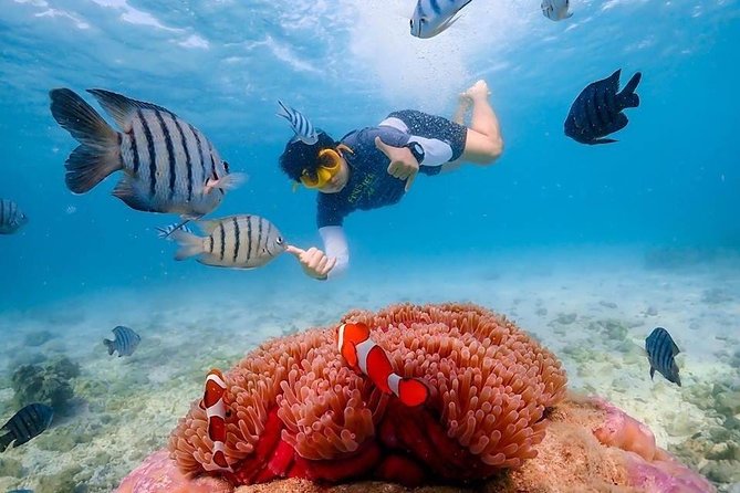 Nemo Island Experience With Drone Photos and Lunch - Pickup and Transportation