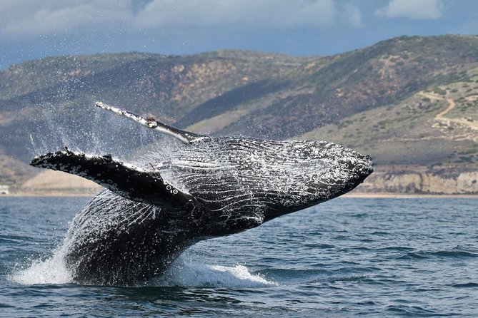 Newport Beach Whale and Dolphin Watching Cruise - Traveler Experiences and Feedback