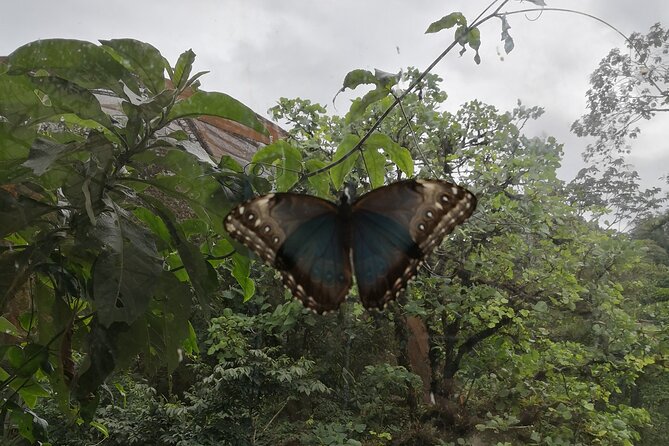 Night Hike Wildlife Observation in Santa Elena Monteverde - Wildlife Sightings Opportunity