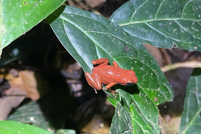 Night Hiking Tour at the Gandoca Manzanillo Mixed Refuge - Gear and Packing List