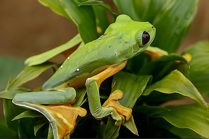 Night Tours at the Biological Station in Bri Bri - Medical Considerations