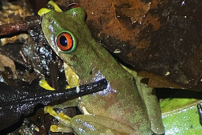Night Walk Among the Natural Jewels of Monteverde - Meeting Details