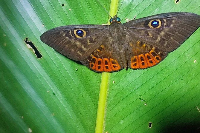 Night Walk in Tortuguero - Review Highlights