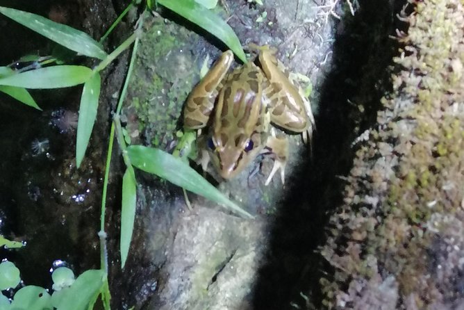 Nightwalk Monteverde by Pablos Natural Tour - Wildlife Sightings